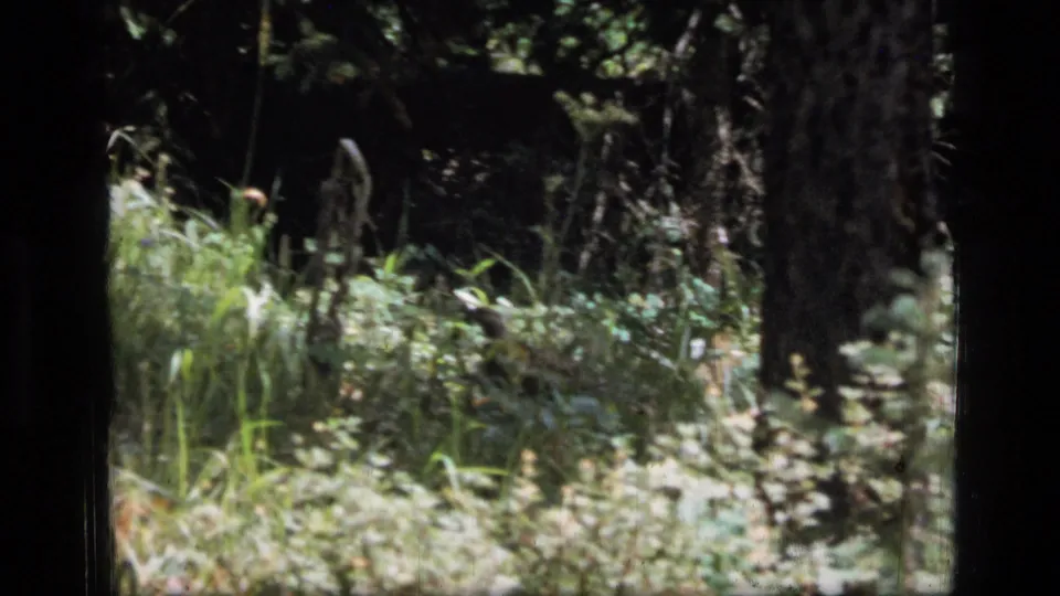 Scapegoat Wilderness home-movie frame showing grasses and low plants beneath dark trunks in mottled sunlight.