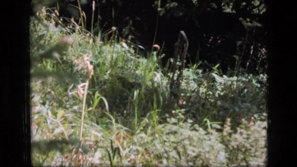 1973 8mm wilderness frame with sunlit grasses, low undergrowth, and dark tree shadows in a Montana forest setting.
