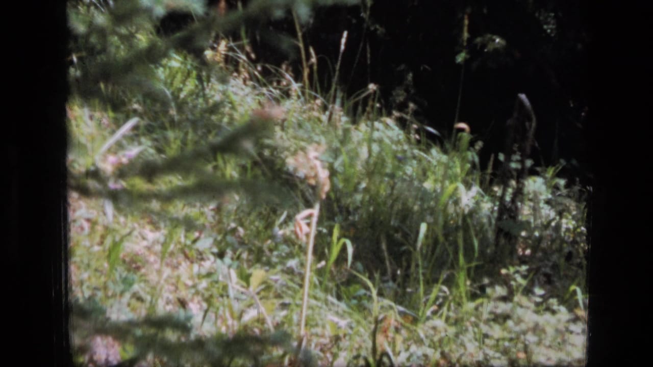 1973 8mm footage from Scapegoat Wilderness showing tall grass and forest shade, with no clear bird visible in this frame.