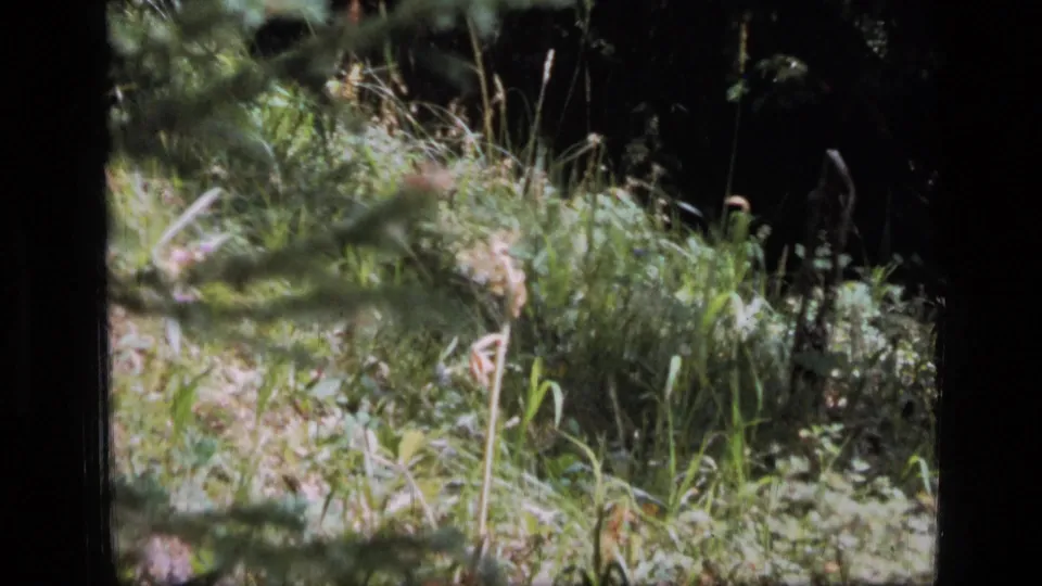 1973 8mm footage from Scapegoat Wilderness showing tall grass and forest shade, with no clear bird visible in this frame.