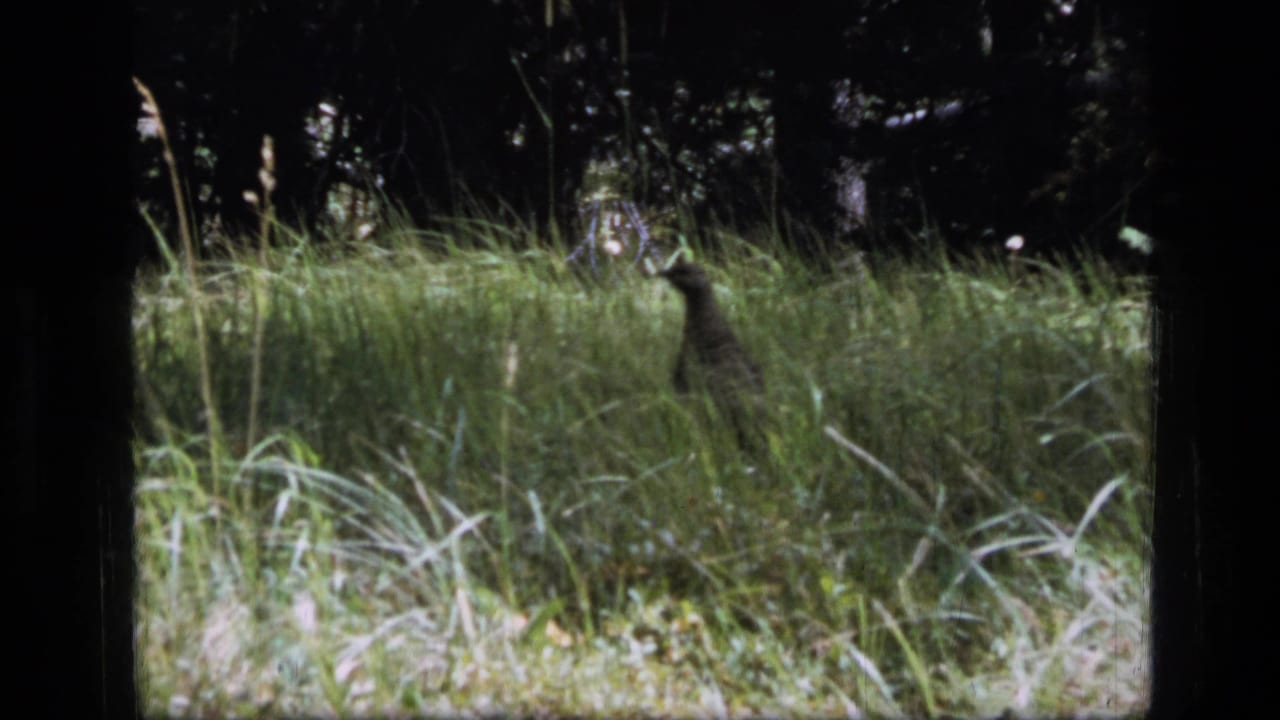 A small bird stands partly hidden among tall grass in a forest clearing.