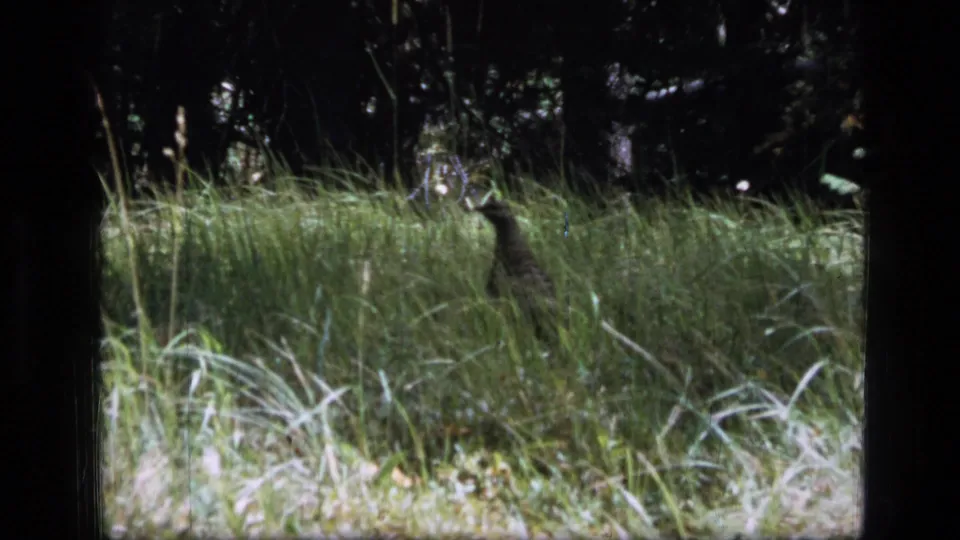 Small bird partly hidden in tall grass within 1973 8mm Scapegoat Wilderness home-movie footage.