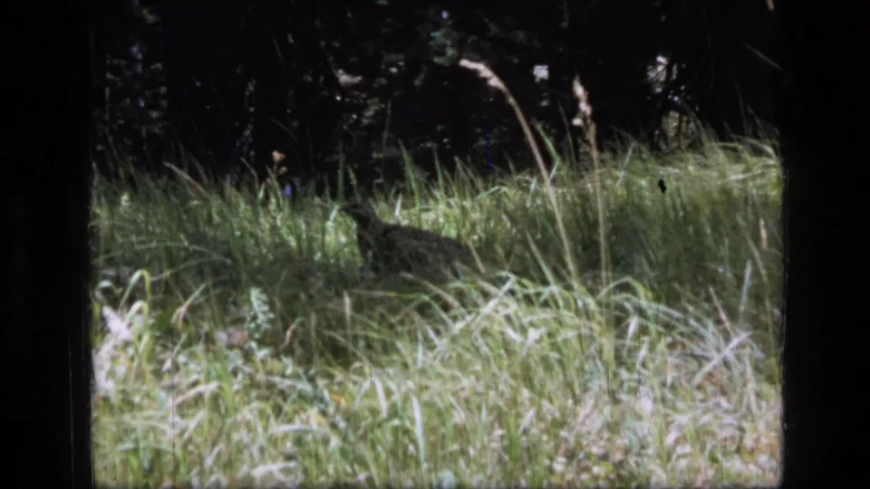 End frame of 1973 8mm Montana wilderness footage showing tall grass, shaded trees, and a partly obscured bird shape.