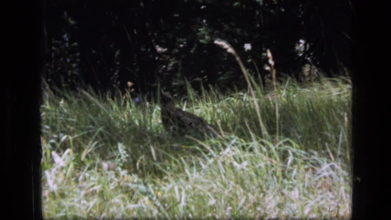 Small bird partly hidden in tall grass at a shaded forest edge.