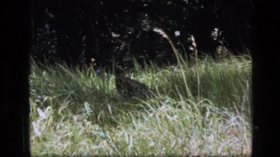 A small ground bird appears among tall grass near shaded trees in 1973 Scapegoat Wilderness home-movie footage.