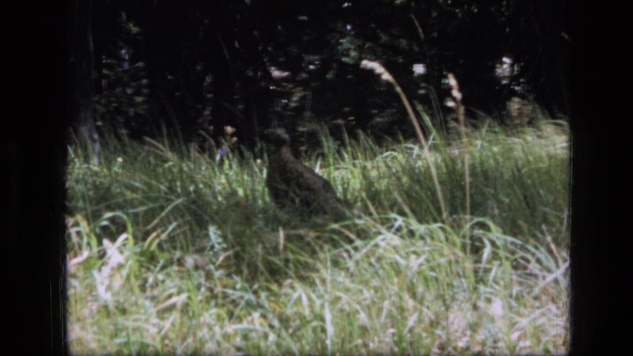 The bird remains partly concealed by grass against a dark forest backdrop in the Montana wilderness scene.