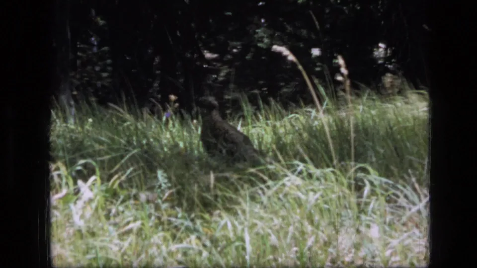 The bird remains partly concealed by grass against a dark forest backdrop in the Montana wilderness scene.