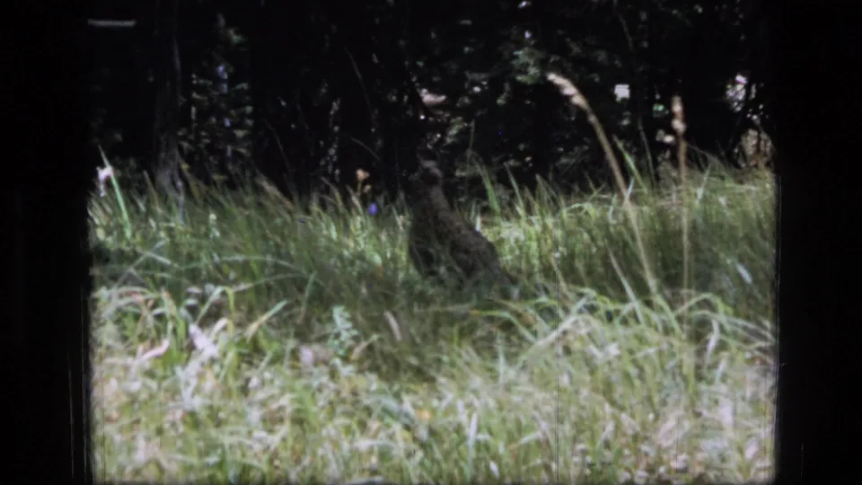 A small ground-dwelling bird moves through dense grass, filmed from a distance on 8mm in Montana.