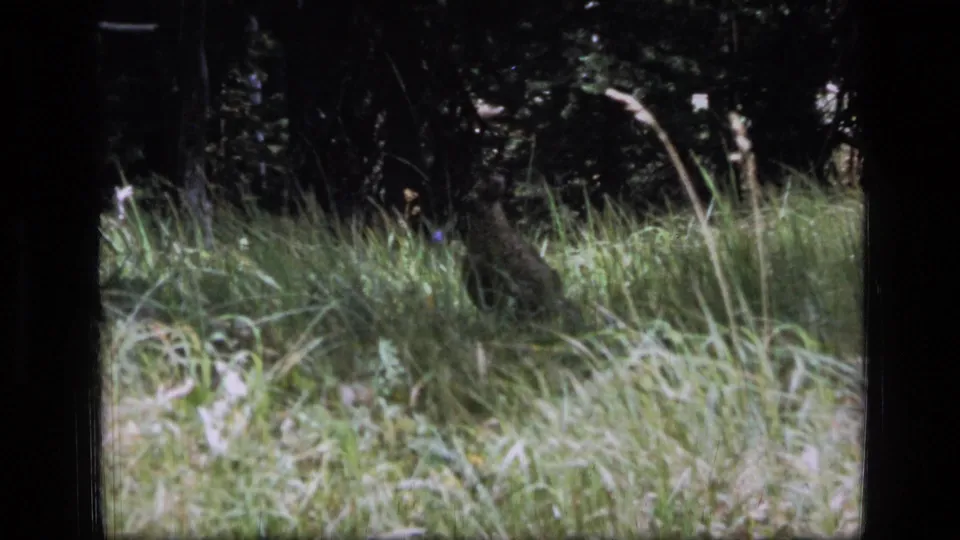 The final frame shows the bird still low in tall grass at the edge of shaded Scapegoat Wilderness forest.