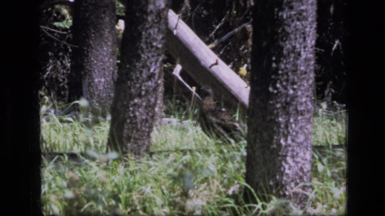1973 8mm frame from Scapegoat Wilderness showing dense grass, tree trunks, and a pale fallen log in shadowed forest.