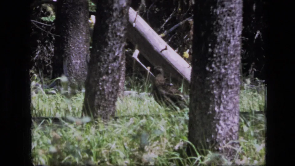 1973 8mm frame from Scapegoat Wilderness showing dense grass, tree trunks, and a pale fallen log in shadowed forest.