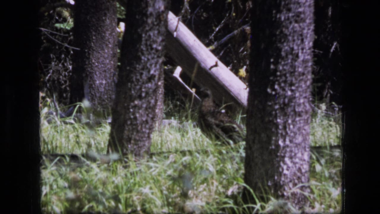Tree trunks and grass in a shadowed forest, with a pale log behind them.