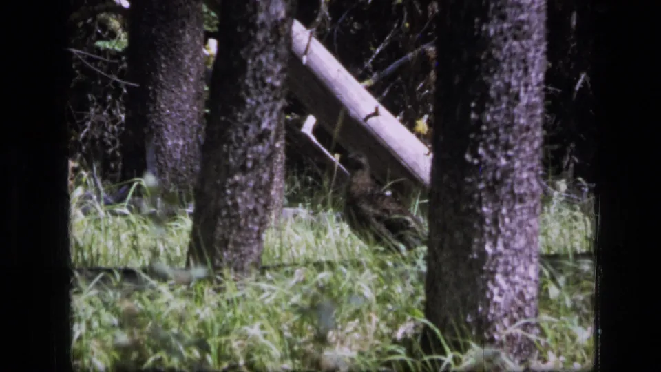 Soft 8mm view of Montana forest undergrowth, with grass, trunks, and a pale diagonal fallen log in the background.
