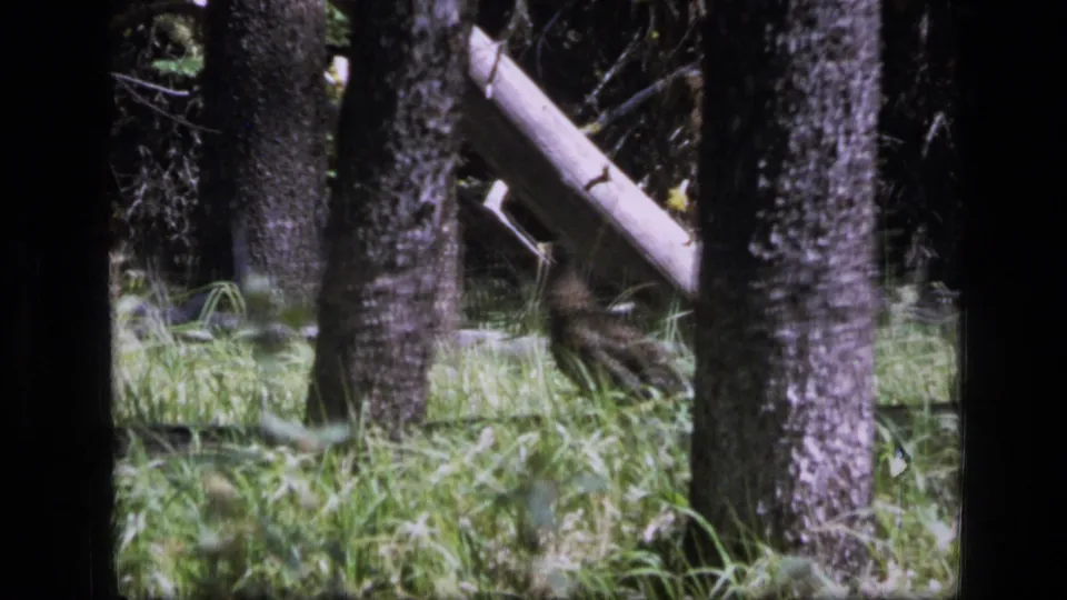 1973 Scapegoat Wilderness 8mm frame with a dark bird-like shape partly obscured by grass and forest trunks.