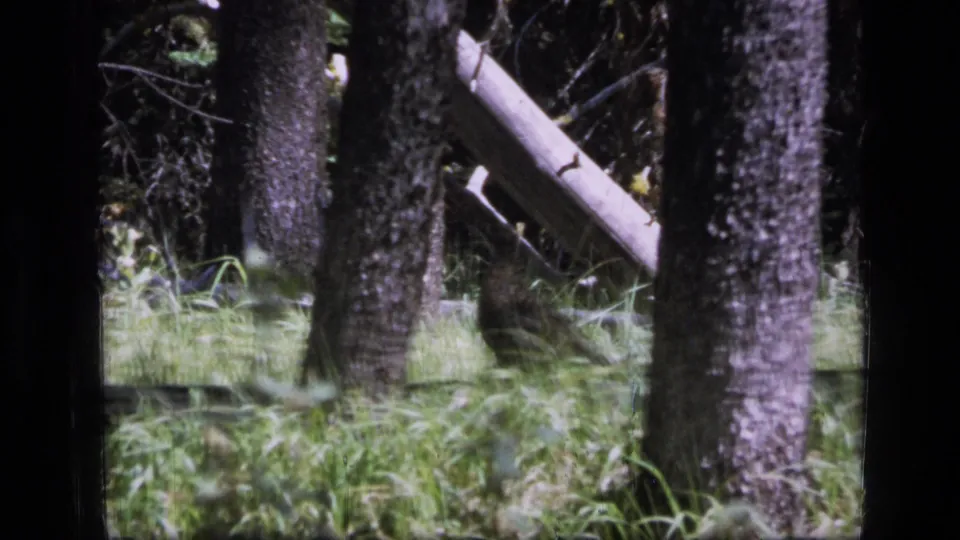 Soft 8mm Montana wilderness frame showing forest grass, several trunks, and a mostly hidden dark bird near the understory.