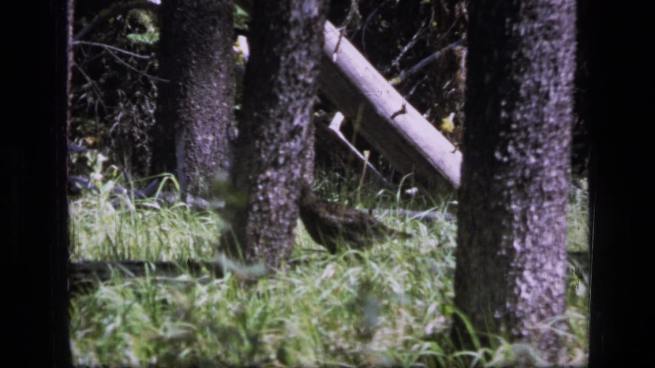 Forest floor with tree trunks, grass, and a pale fallen branch.