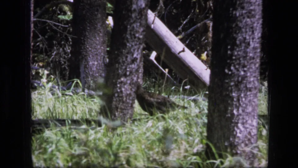 1973 Montana wilderness frame showing shaded tree trunks, tall grass, and a pale fallen branch on the forest floor.