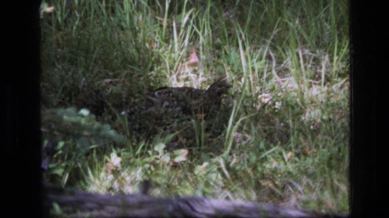 Mottled ground bird appears partly obscured by tall grass in the Scapegoat Wilderness forest setting.
