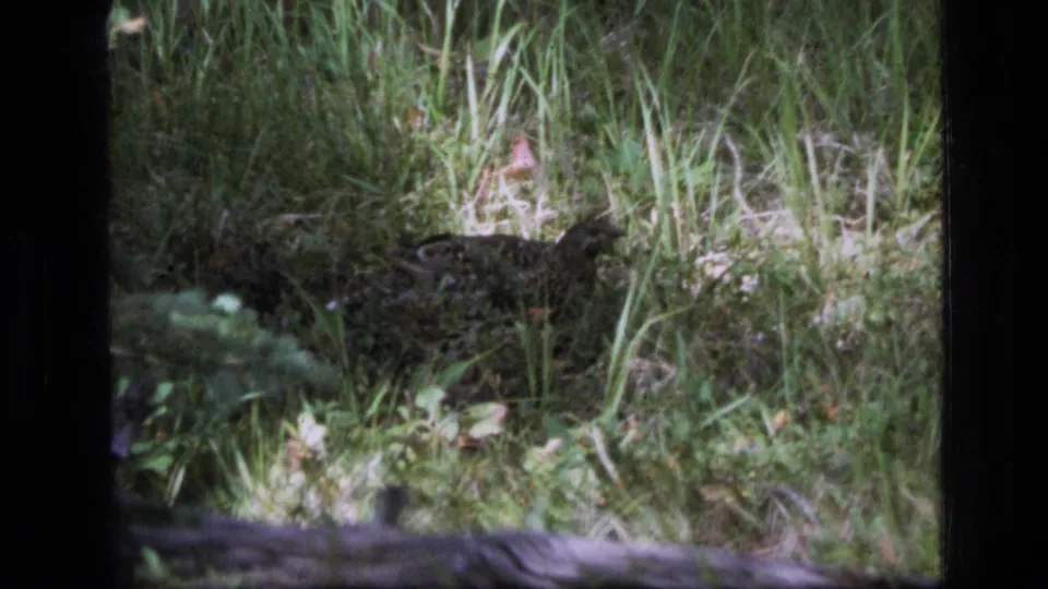 Mottled ground bird appears partly obscured by tall grass in the Scapegoat Wilderness forest setting.