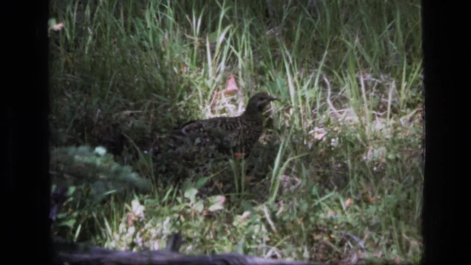 1973 8mm frame of a grouse-like bird moving through Montana forest grass near low evergreen foliage.