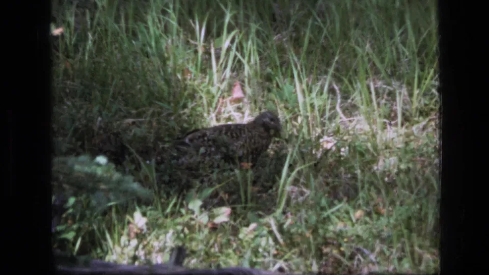 Mottled ground bird stands in tall grass in a 1973 Montana wilderness home-movie frame.