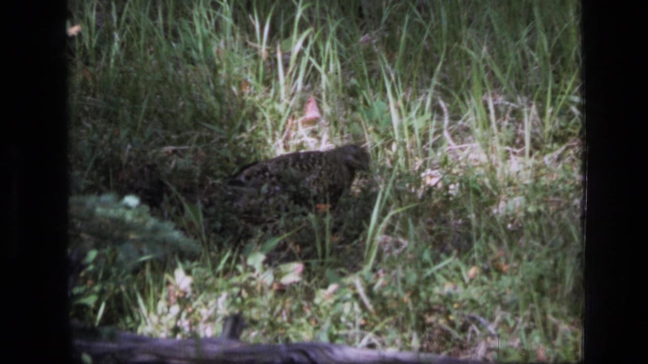 Grouse partly hidden in tall grass beside low forest brush.
