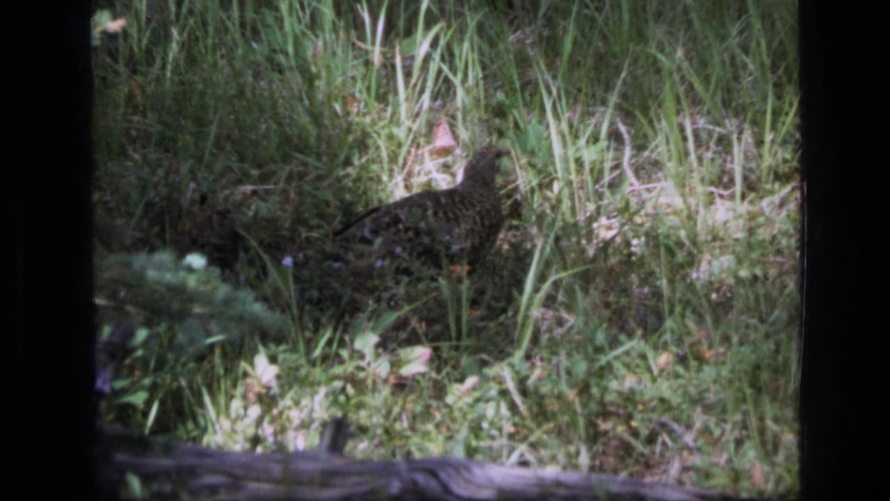 The grouse appears alert among tall green grass in the 1973 Montana wilderness footage.