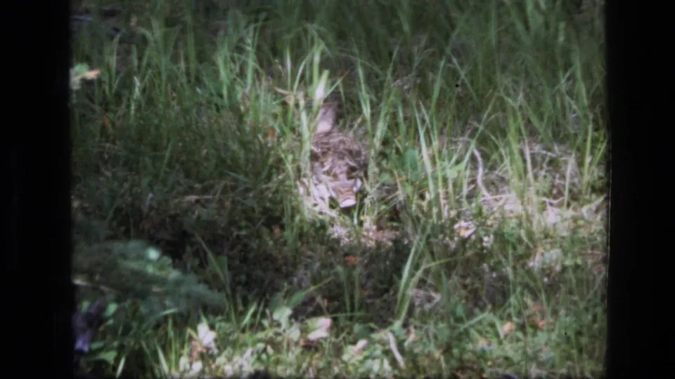 A partly obscured grouse moves through grass and brush in the supplied 1973 Scapegoat Wilderness home movie.