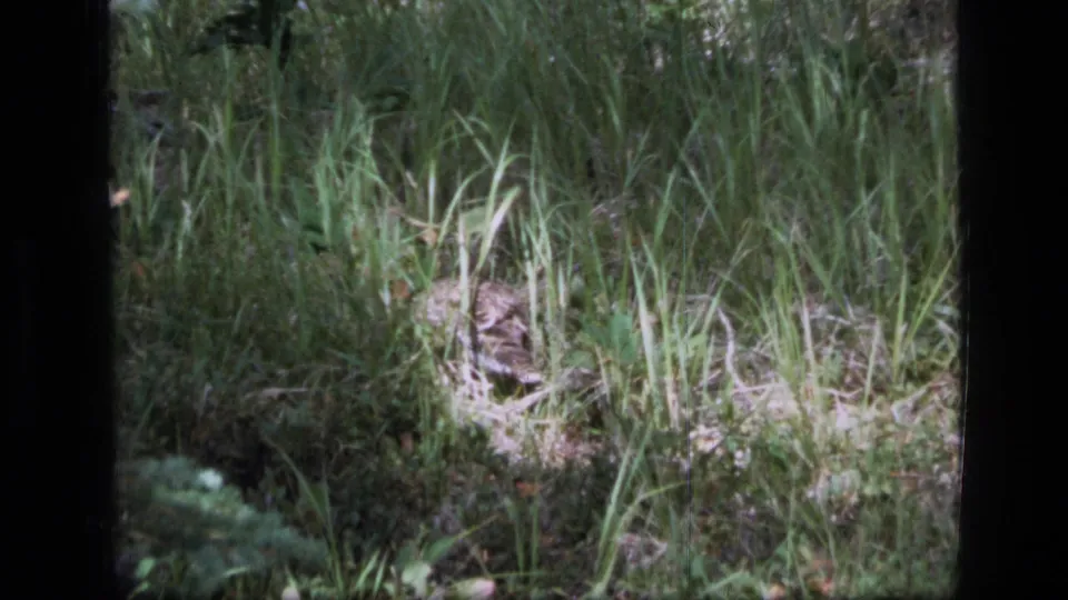 The grouse remains camouflaged in tall grass under patchy sunlight in the Montana wilderness clip.