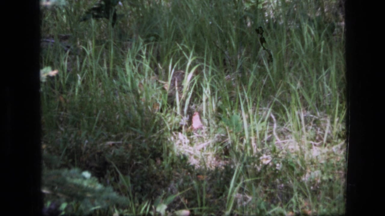 Tall green grasses and forest undergrowth beside a shaded dirt area.