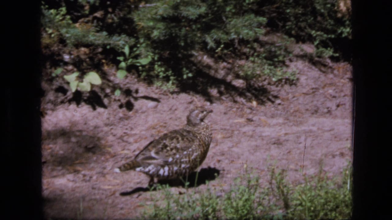 1973 8mm Scapegoat Wilderness frame with a grouse-like bird on a sunlit dirt path bordered by evergreen undergrowth.