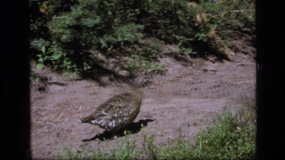 1973 Montana wilderness frame showing a grouse-like bird foraging close to the ground along a shaded forest path.