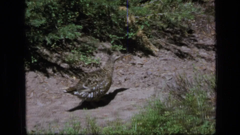 1973 Scapegoat Wilderness frame with a grouse-like bird moving across a dirt forest path amid grass and evergreen vegetation.