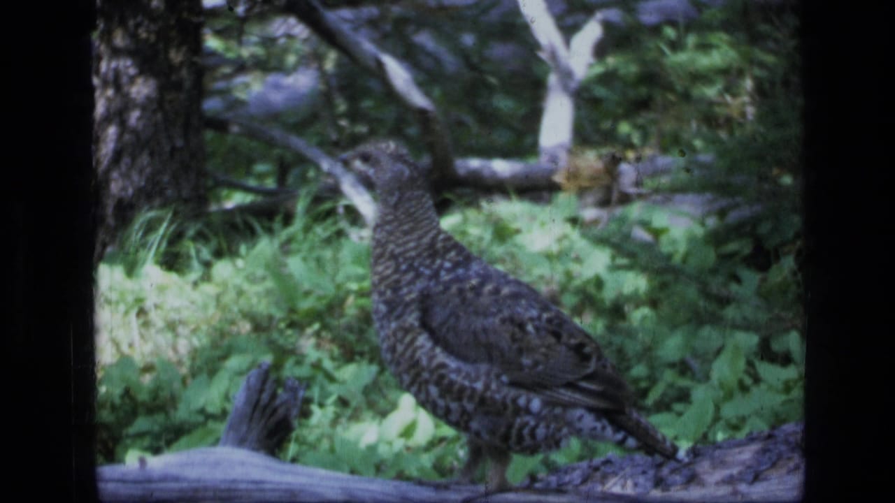 Speckled grouse on a fallen log in Scapegoat Wilderness, Montana, seen in soft 1973 8mm forest footage.