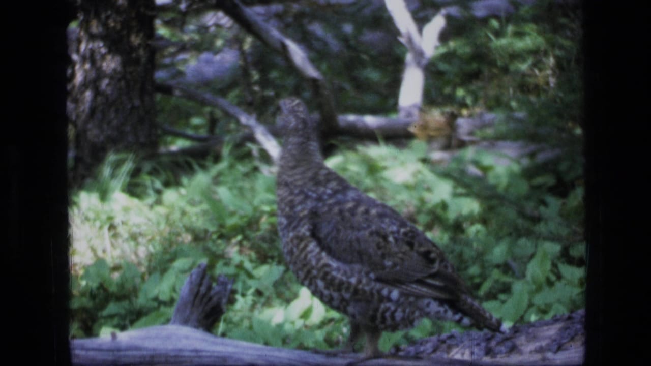 Grouse turned away on a log with dense green plants behind it.