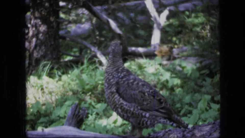 The grouse shifts position on a fallen log, framed by trunks and undergrowth in vintage Montana wilderness footage.
