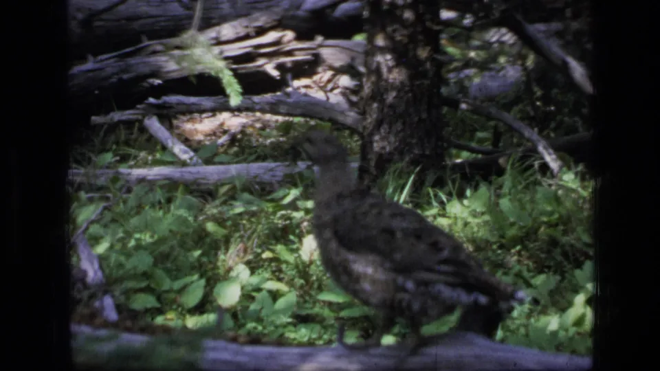 A grouse walks through a brighter patch of forest floor among fallen branches in 1973 Montana 8mm footage.