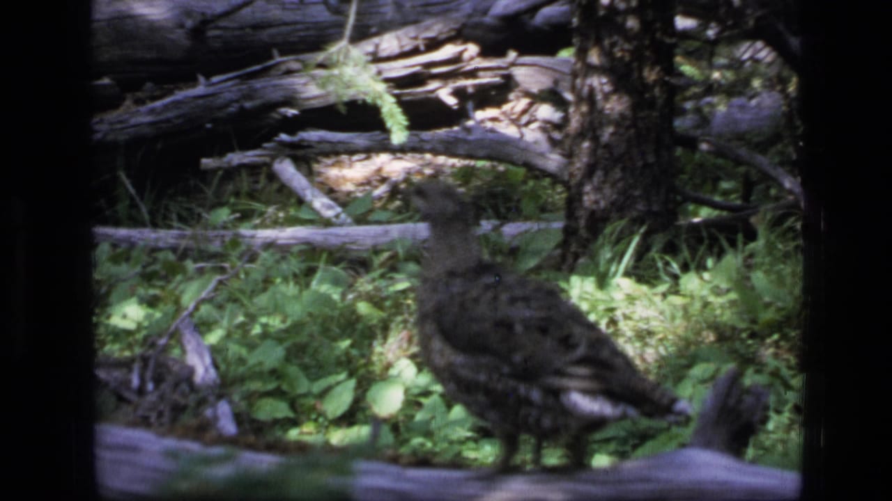 Mottled brown bird standing in forest undergrowth near fallen logs.