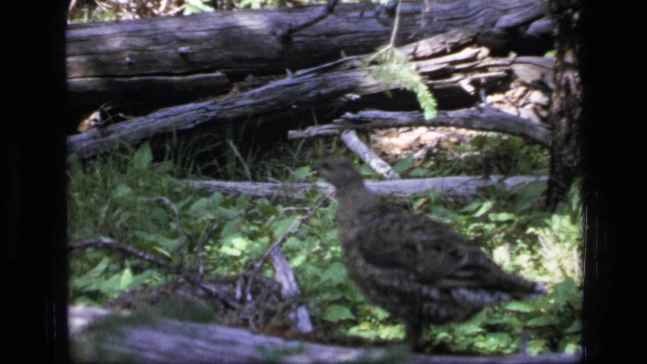 A mottled bird remains watchful beside fallen wood and low vegetation in the Montana wilderness forest setting.