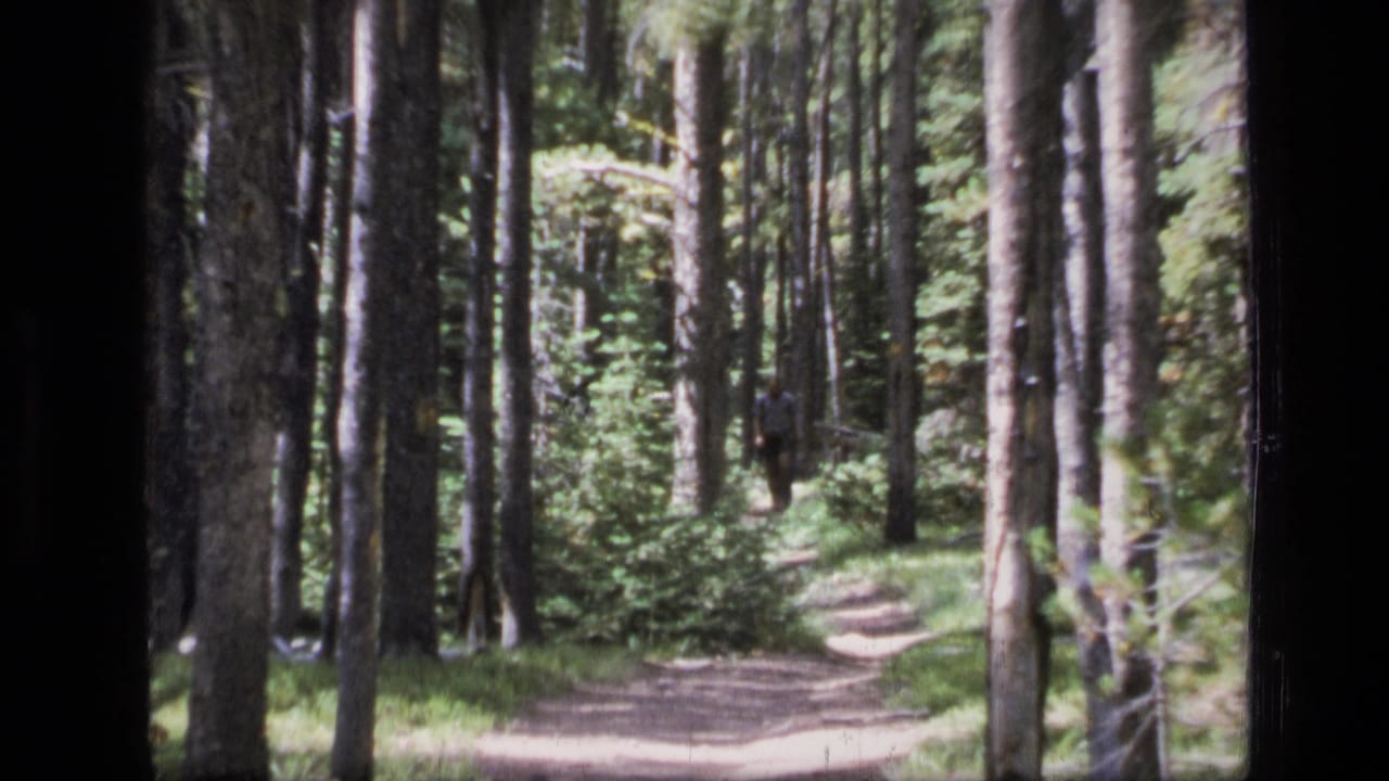 Empty forest trail curving between tall tree trunks.
