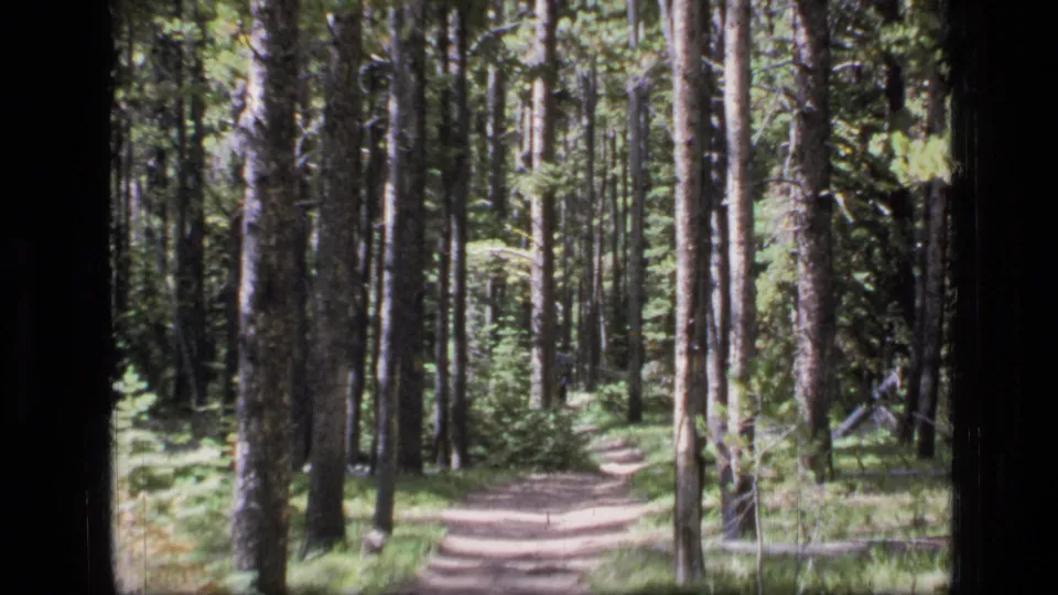 A bright section of the Scapegoat Wilderness trail appears between trees, with no person visible in this frame.