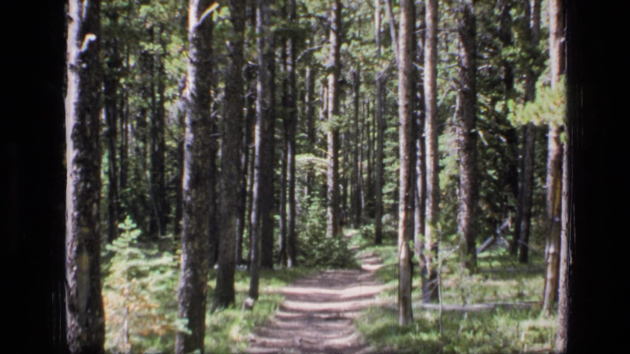 1973 8mm Montana wilderness footage showing a narrow dirt path curving through tall pine trees and green undergrowth.