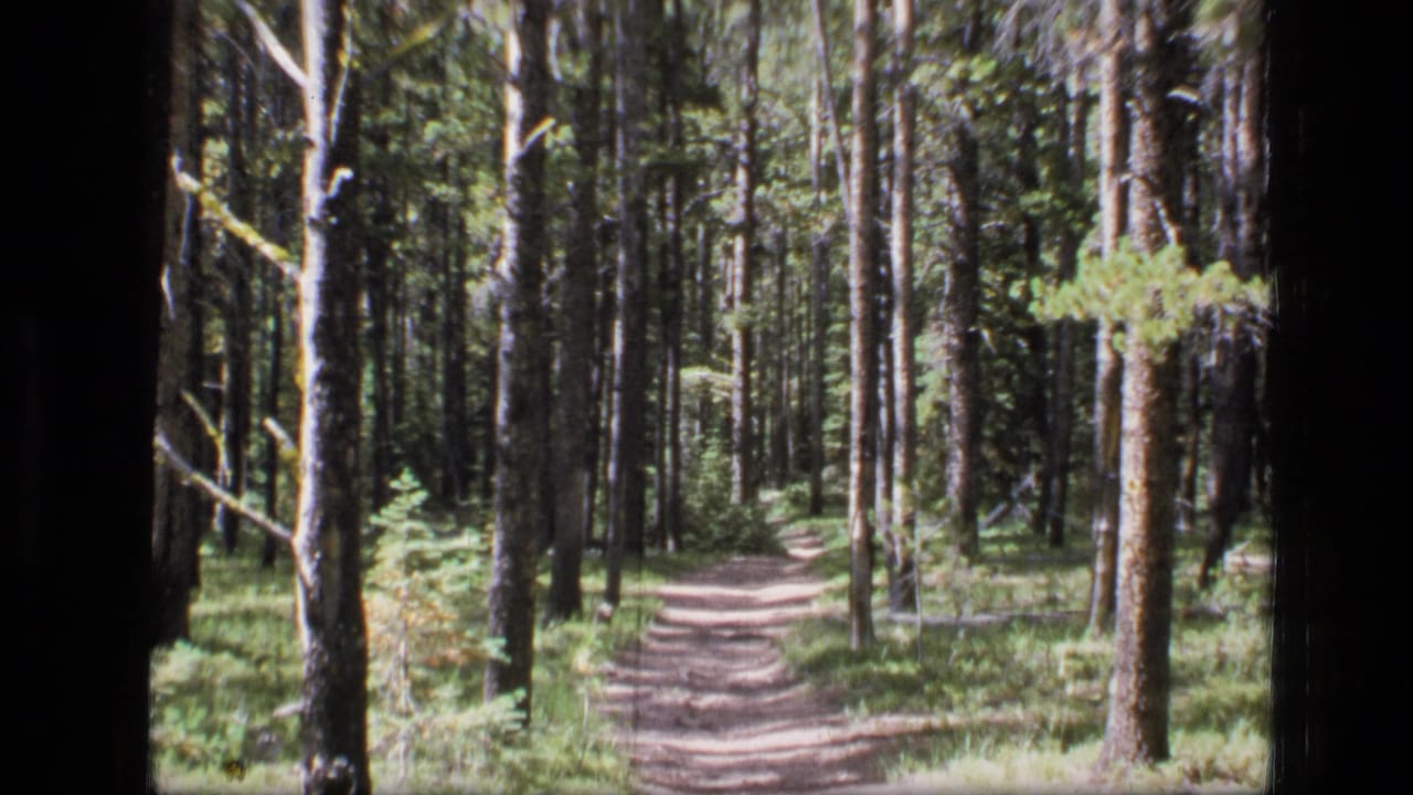 Curving forest path bordered by tall trees and low vegetation.