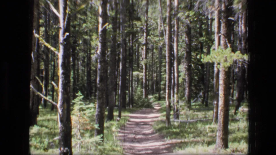 A winding path in Scapegoat Wilderness, Montana, bordered by pine trunks, grass, and sunlit forest floor.