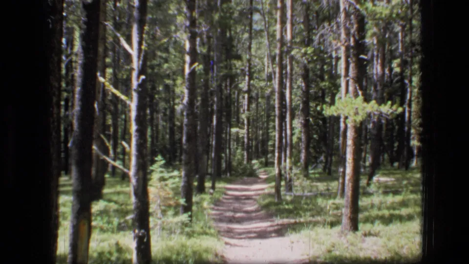 1970s 8mm view of a narrow Montana forest trail framed by straight pine trunks and patches of sunlight.