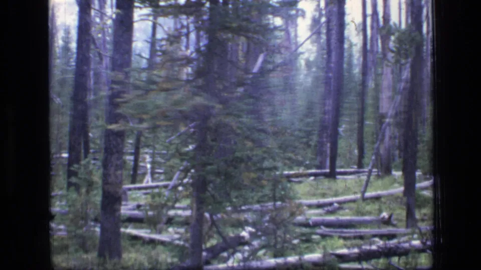 Scapegoat Wilderness forest view with tall trees, young evergreens, fallen timber, and no hikers clearly visible in this frame.