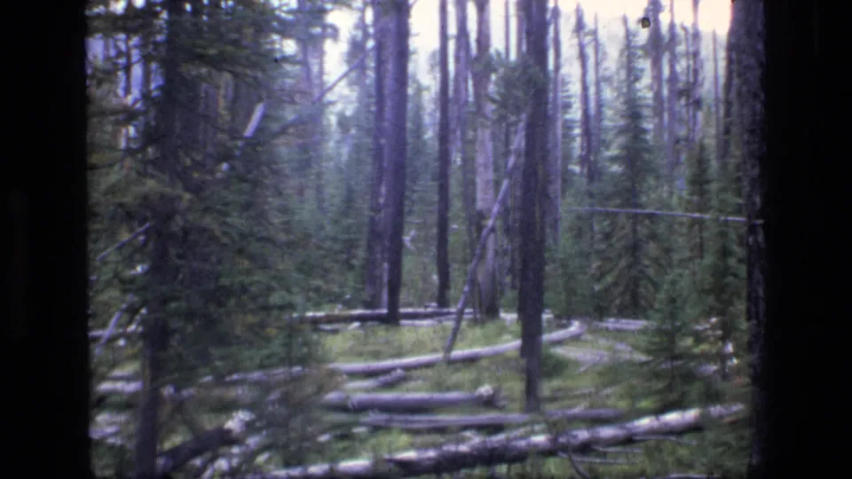 A 1973 Montana wilderness trail passes through dense evergreen forest with fallen logs and soft 8mm color.