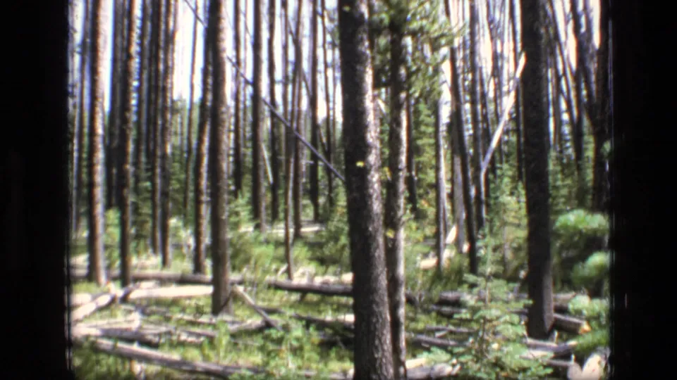 Sunlight reaches a Montana wilderness forest floor with tall trunks, scattered fallen logs, and green undergrowth in 8mm footage.
