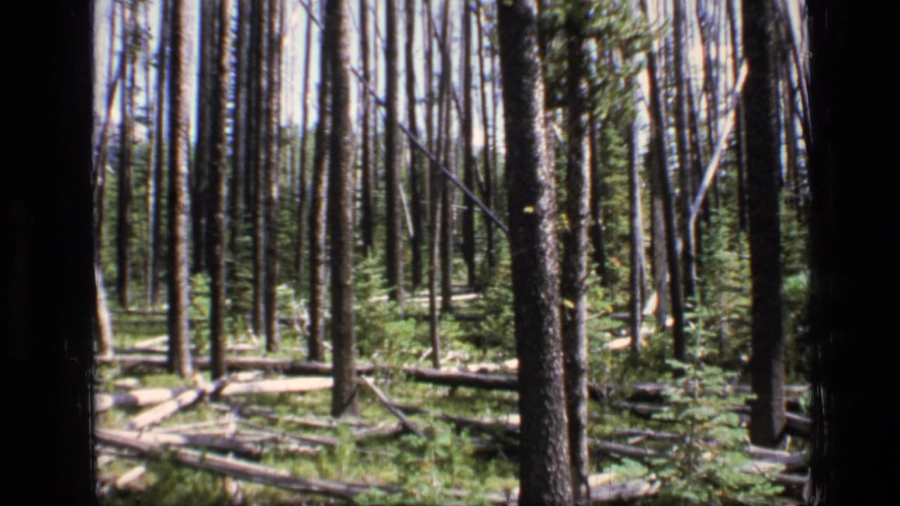1973 8mm view of Scapegoat Wilderness forest with upright pine trunks, fallen logs, and low green growth across the forest floor.