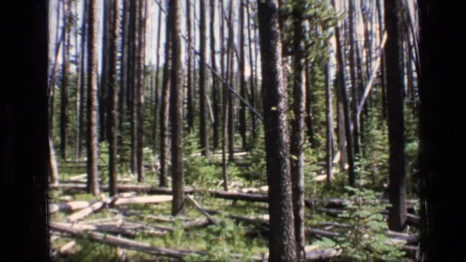 1973 8mm view of Scapegoat Wilderness forest with upright pine trunks, fallen logs, and low green growth across the forest floor.